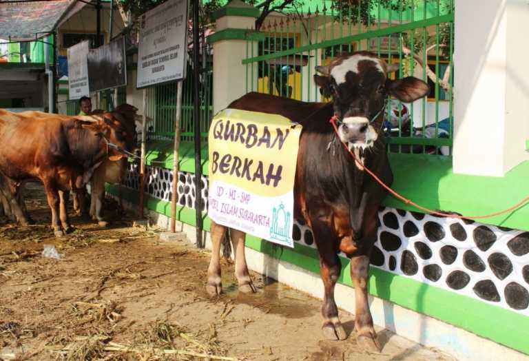 Rayakan Idul Kurban, Ta’mirul Islam Sembelih 11 Sapi dan 12 Kambing