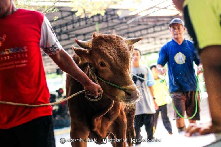 Ta’mirul Islam Kurbankan 11 Sapi dan 9 Kambing